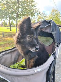 Berghund-Mix geniesst ihre kurzen Pausen in ihrem eigenen Wagen &lt;3